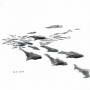 Shoal