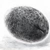 Century egg