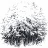 Thicket