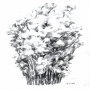 Thicket