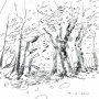 Leaves, leaves everywhere