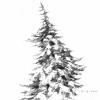 Picea Abies