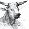 Minotaur