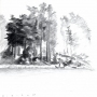 Pine trees by the shore