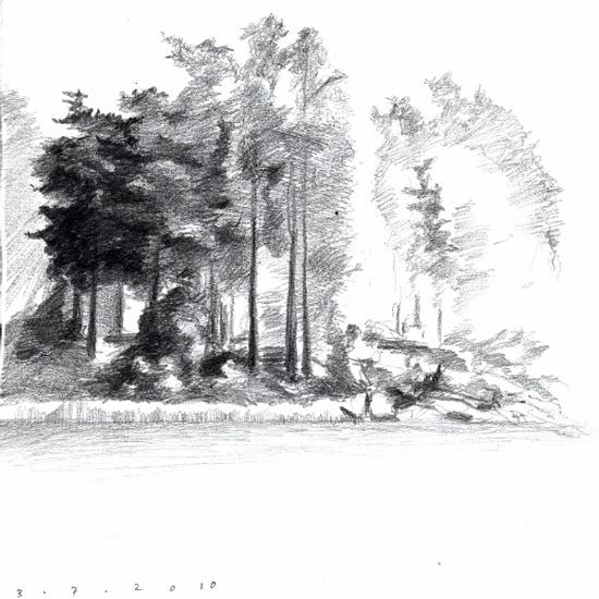 Pine trees by the shore