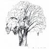 Willow tree