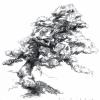 Pine tree