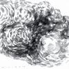 Pyroclastic roses